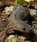 Sharp-ribbed Newt - Pleurodeles waltl © Teresa Farino